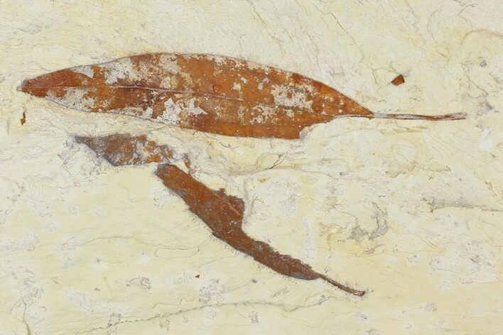 Miocene Fossil Leaf (Cinnamomum) - Augsburg, Germany #139160